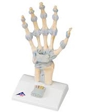 HAND SKELETON MODEL WITH LIGAMENTS AND CARPAL TUNNEL